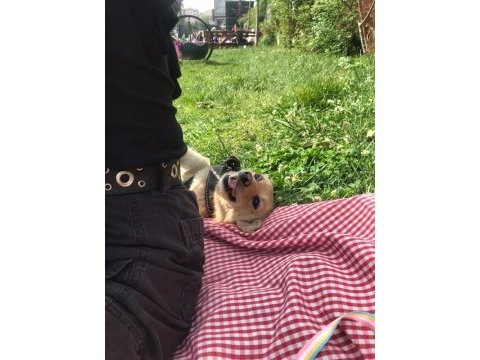 Jack russell melezi balım yeni yuva arıyor