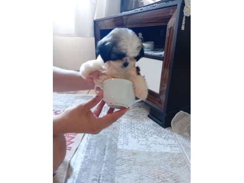 Orjinal tecup 2 aylık shih-tzu (şitsu) erkek