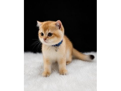 Sevgi dolu oyuncu golden british shorthair yavrumuz