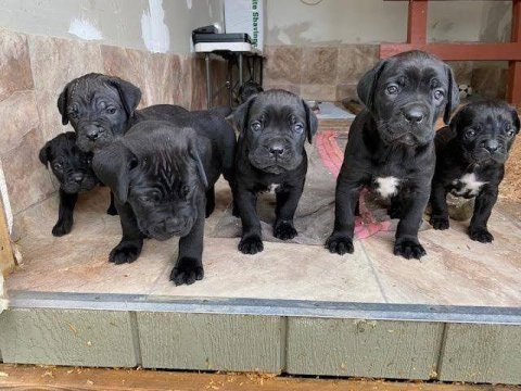 Irkının en iyisi cane corso yavrular kapıda ödeme mevcut