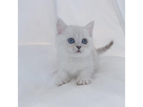 British shorthair yavruları