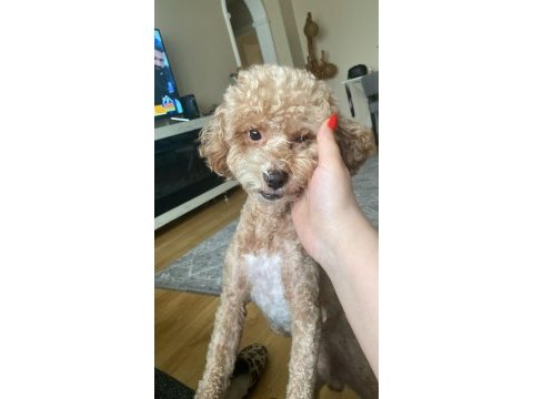 Toy poodle cinsi köpeğimiz yani sahibini arıyor
