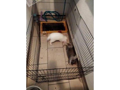 Evcil hollanda lop tavşanları
