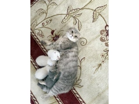 Kedimi sahiplendirmek istiyorum
