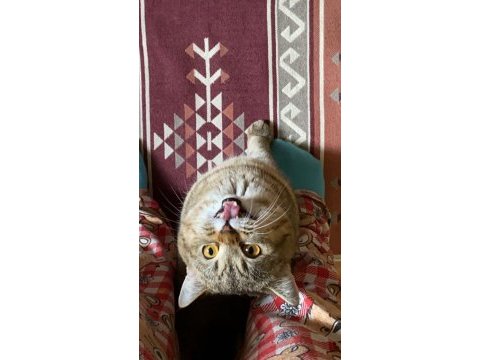 1 yaşında erkek golden tabby kedimiz