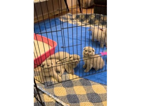A kalite scottish fold yavrular