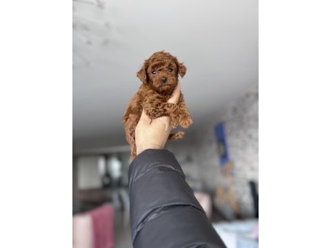 Toy poodle kendi köpeğimizin bebekleri uygun