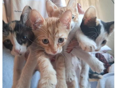 Minik kedilere ömürlük yuva arıyoruz