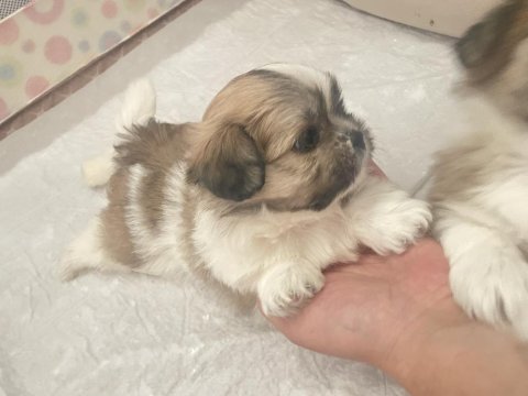 Shiranian melez köpekler