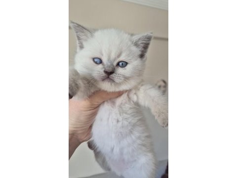 British shorthair bebeklerime güzel yuva arıyorum