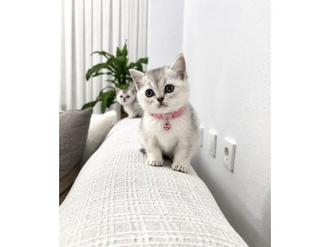 7 ağustos doğumlu british shorthair bebekler