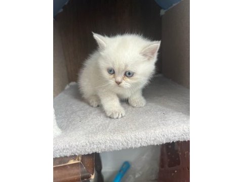 Teslime hazır british shorthair yavrumuz