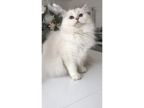 Silver point british longhair dişi