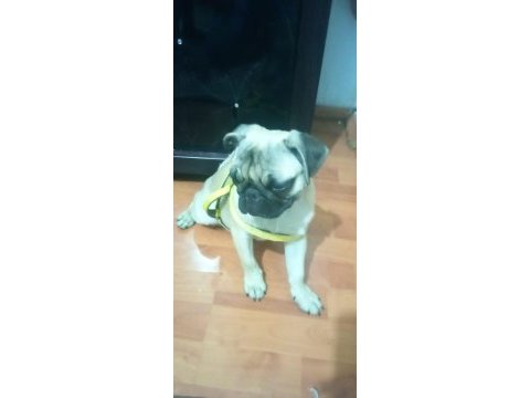 5 aylık pug