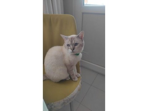 British shorthair alfee yuva arıyor