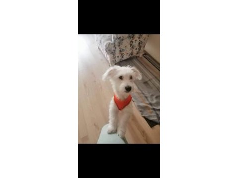Maltese oğlumuza yuva arıyoruz