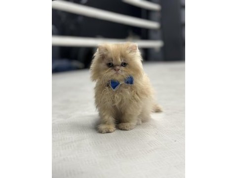 İran persian bal köpüğü