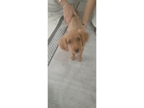 2 aylık dişi poodle