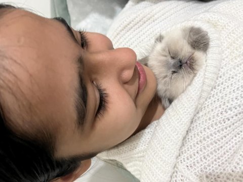 Blue point insan canlısı bebek scottish fold