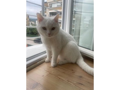 British shorthair erkek kısır