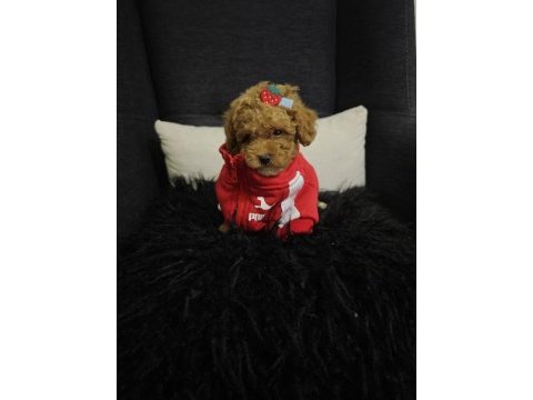 Toy poodle yavrular