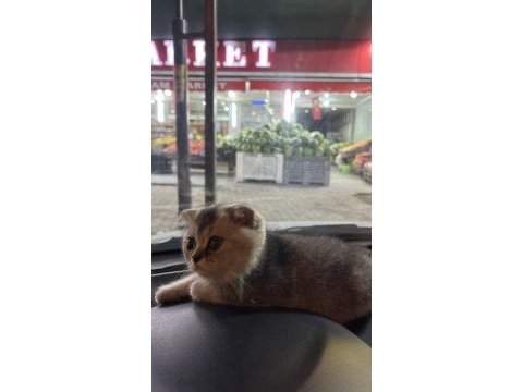 Scottish fold oğlumuz yeni yuvasını arıyor