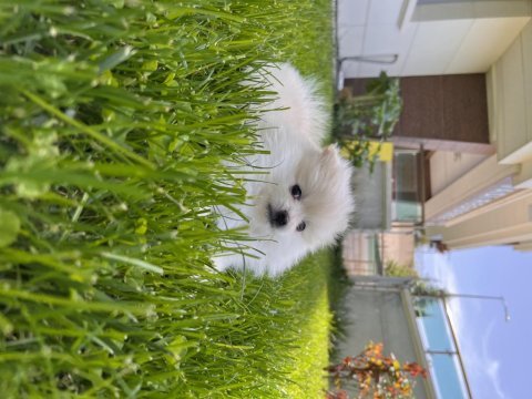 Kremalı pomeranian spitz dişi