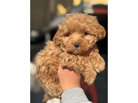 Şirin maltipoo bebeklerimiz yeni yuvasını arıyor