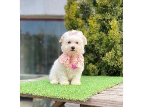 Maltese terrier cinsleri