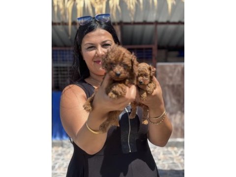 Ufacık kore poodle yavrularım