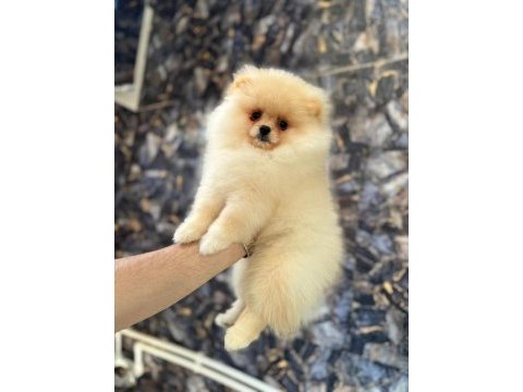 Pomeranian boo yavrularımız teslime hazırdır