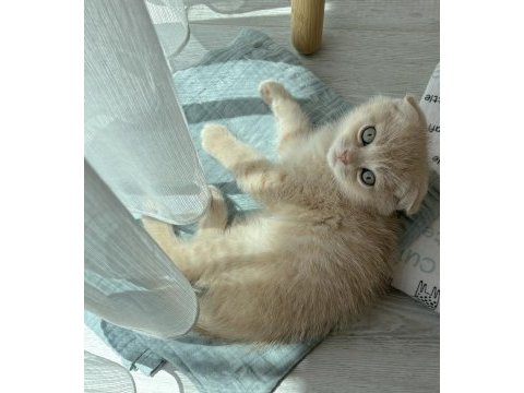 Yavru scottish fold latte