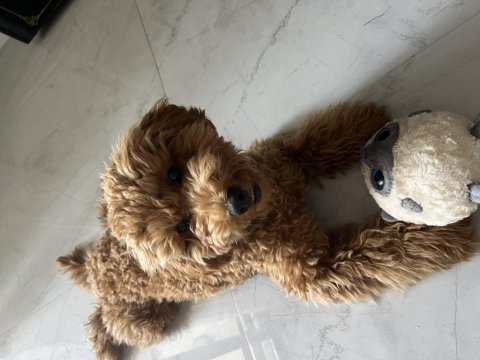 Toy poodle erkek 5 aylık