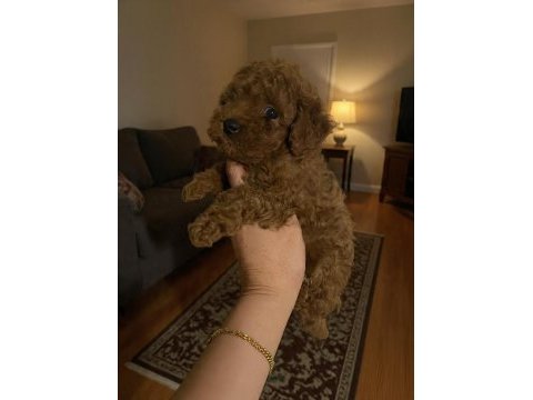 Evde bakılan sağlık ve ırk garantili poodle bebek