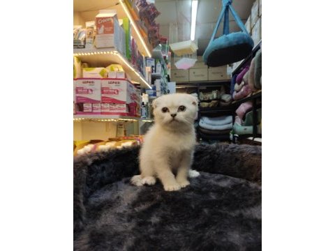 Sağlık ırk garantili scottish fold bebekler