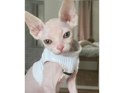 Sfenks tortie ve pembe renk orjinal yavrularımız