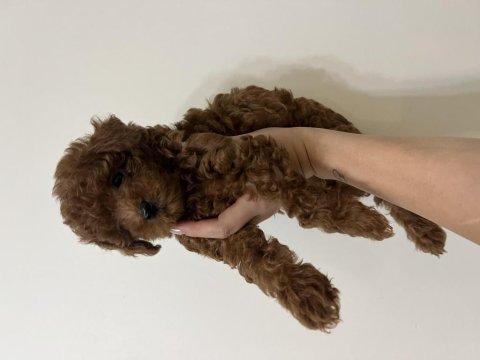 Erkek teacup kore poodle