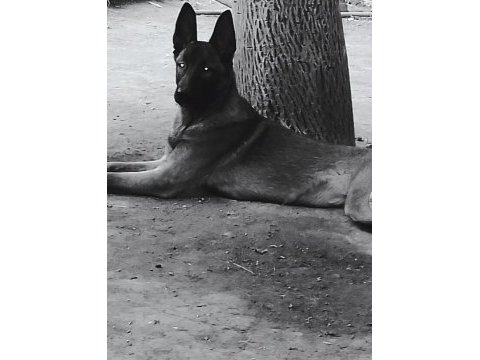 Her ile sorunsuz gönderim vardır