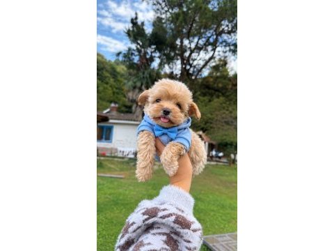 Pamuk yavrularımız maltipoo