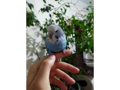 Damızlık muhabbet kuşu