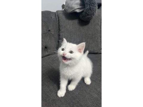 British shorthair kar beyaz dişi oyuncu yavrumuz
