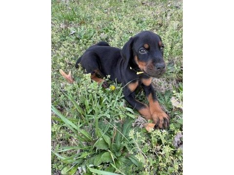 İsteğe özel estetik referanslı yavru köpekler
