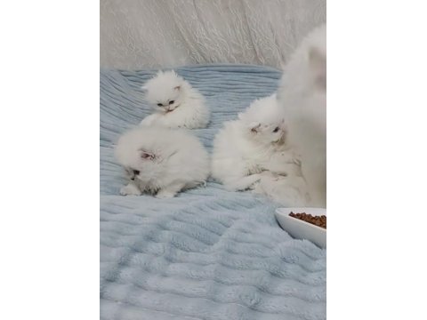 Iran persian kedimiz