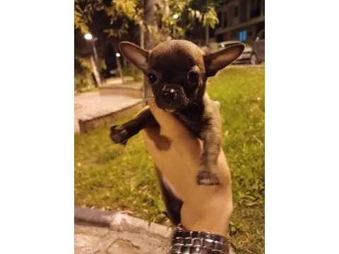 0 numara şivava tek renk kahve nadir