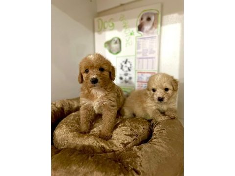 Safkan maltipoo yavruları