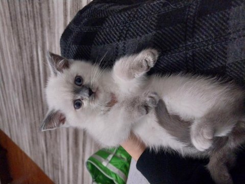 Yavru scottish fold kediler