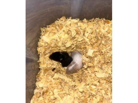 Siyah minik kömür hamster yavrularımız