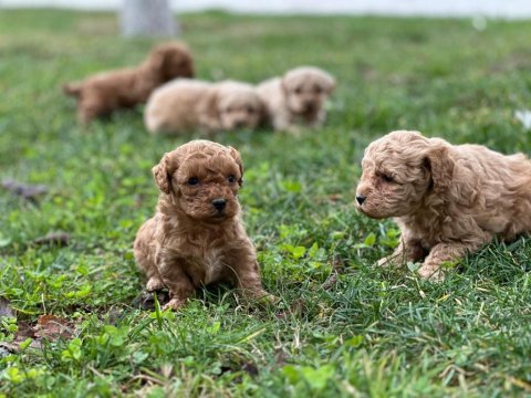 Çok sevimli orjinal poodle bebeklerimiz