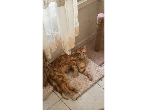 Erkek kedime oğluma yuva arıyorum