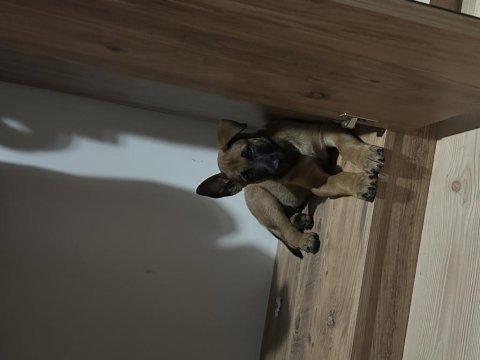 Belçika malinois 3 aylık
